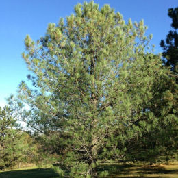 Pinus nigra koekelare